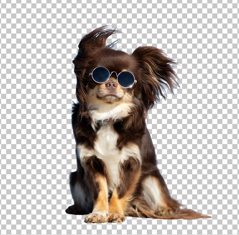 Pet with background removed