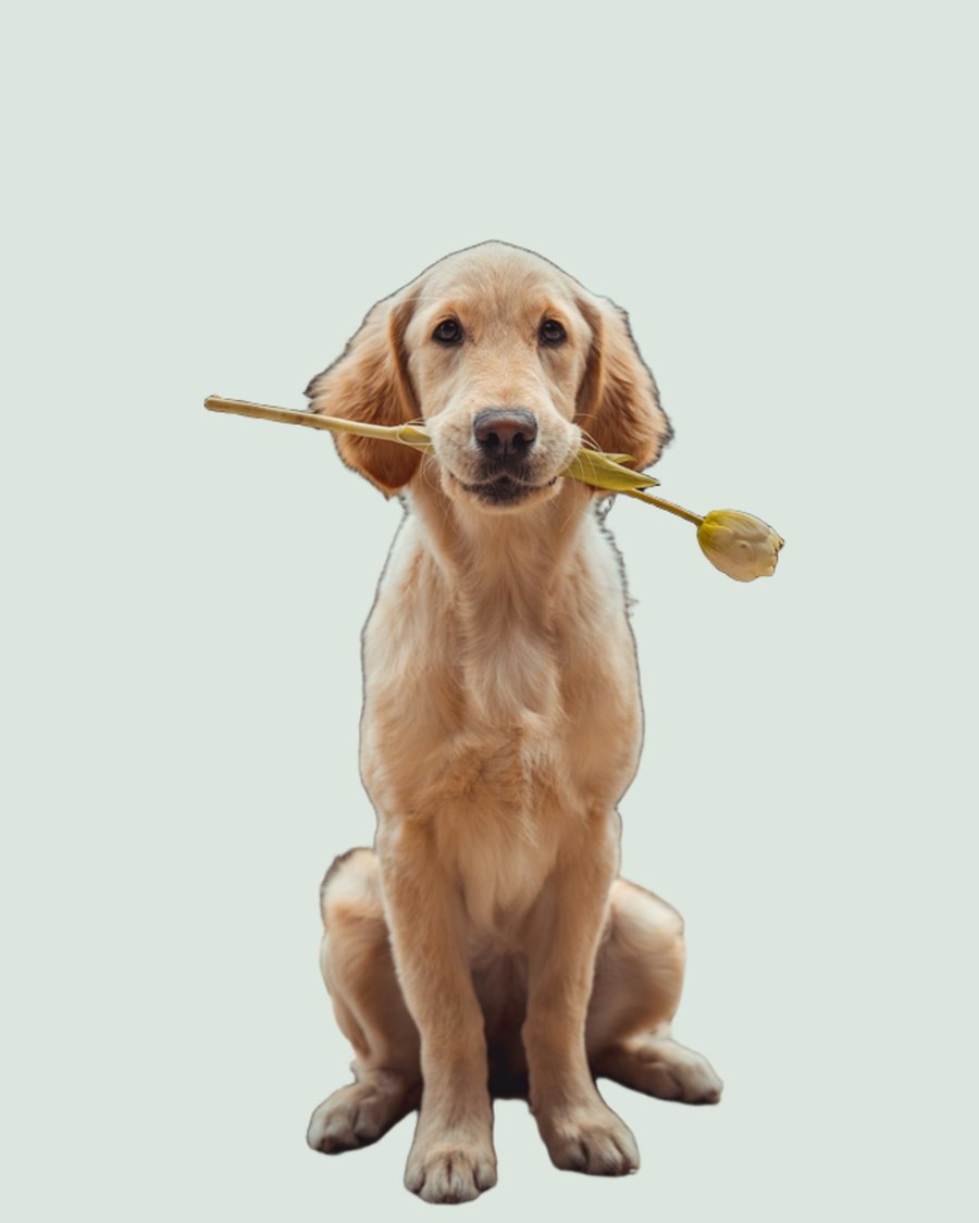 Dog kept on a clean studio color